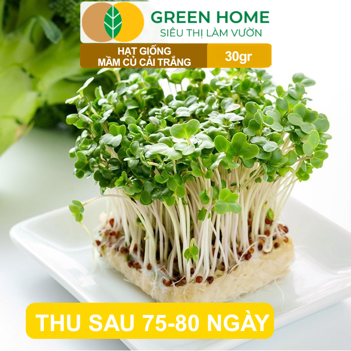 Hạt Giống Mầm Củ Cải Trắng GreenHome,Gói 30g, Dễ Trồng, Nảy Mầm Cao, Năng Suất Cao R10