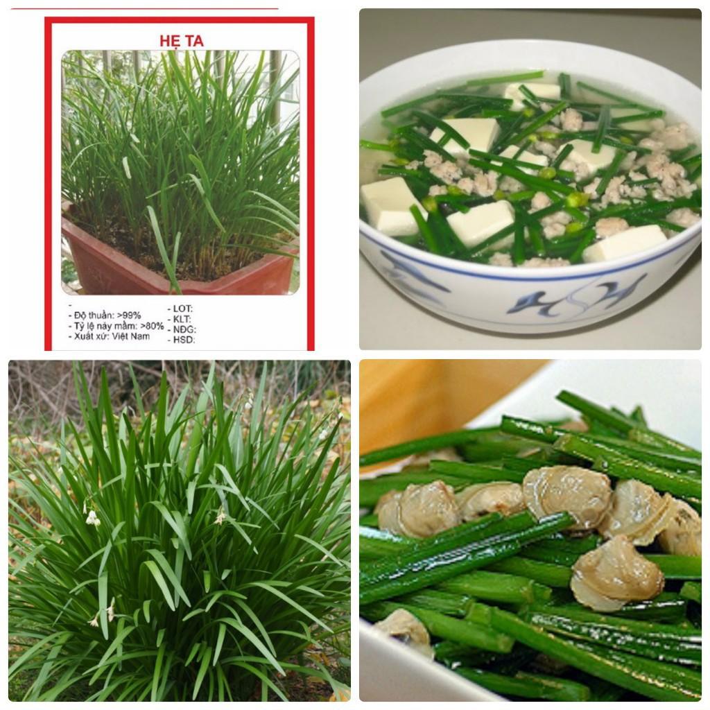 Hạt giống rau gia vị hẹ ta - 1 gói 5gr