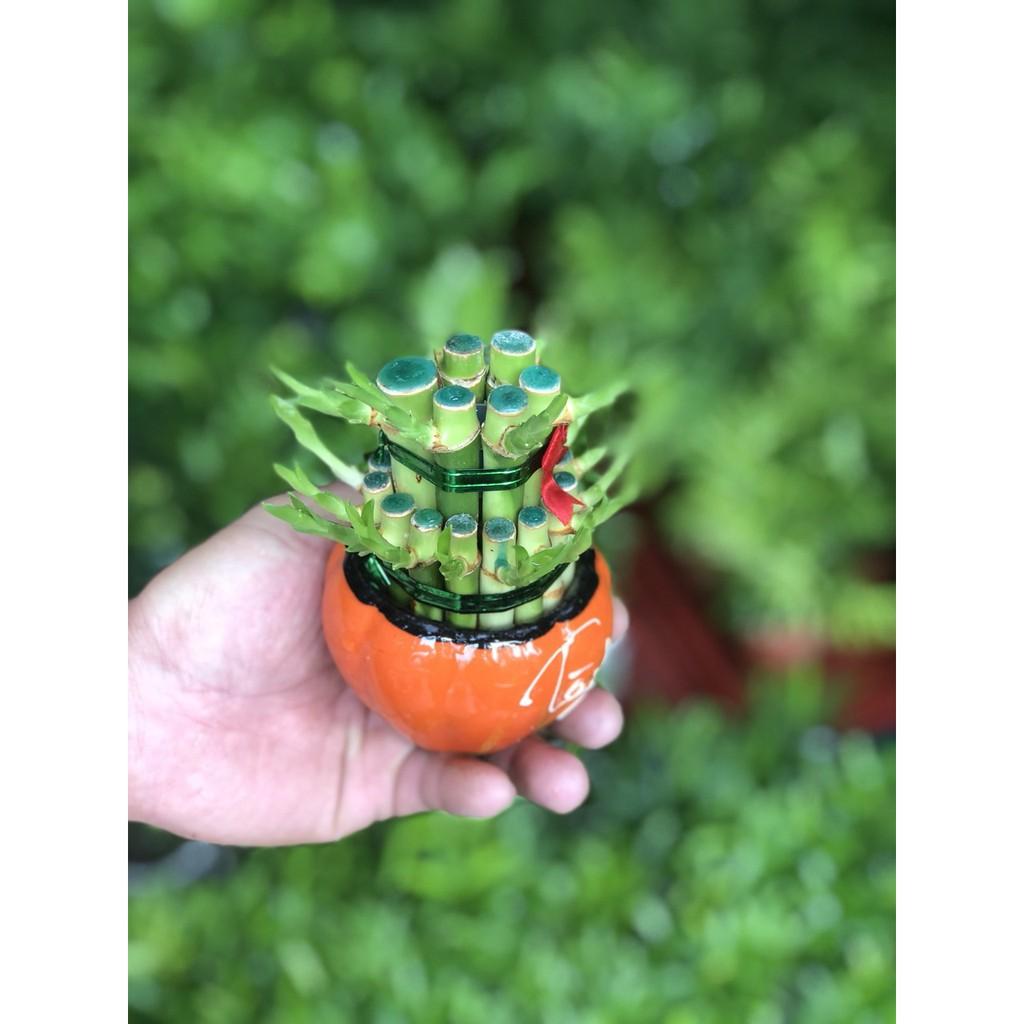 Chậu Trúc Phú Quý 2 tầng
