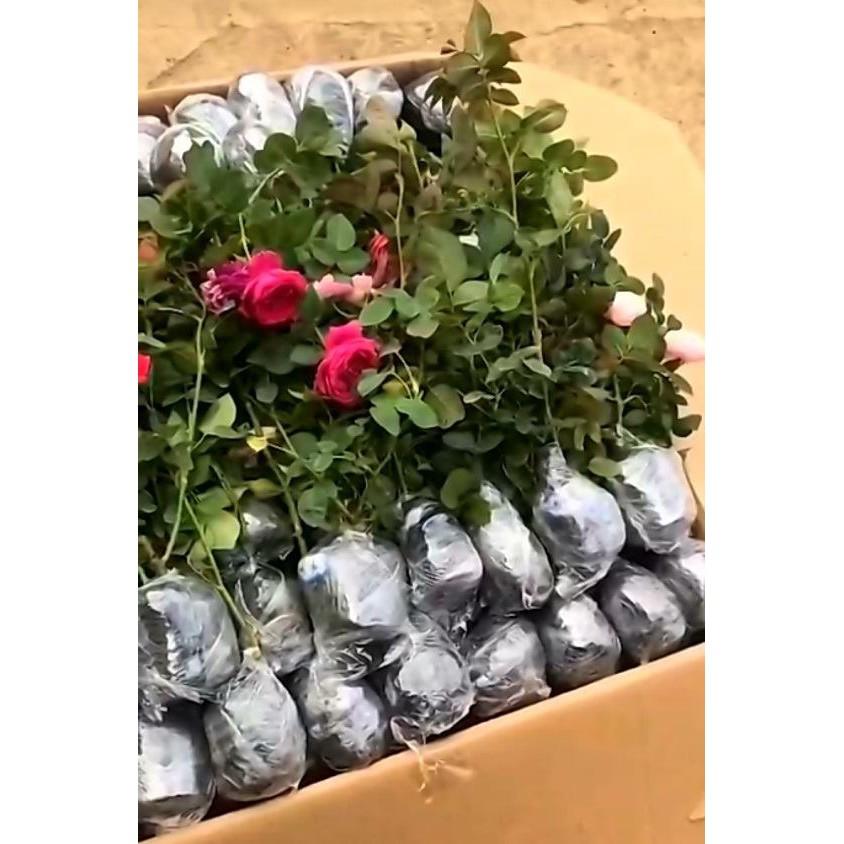HỒNG BẦU CÀNH CHIẾT