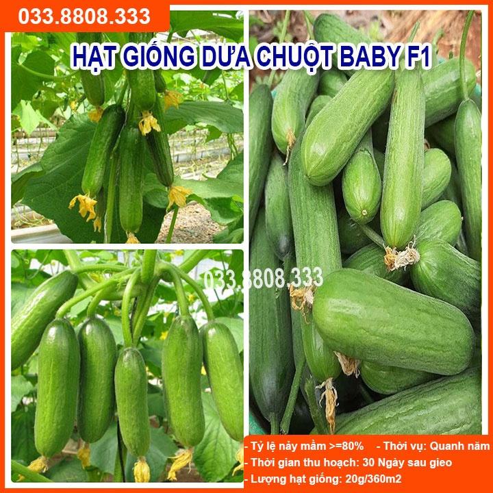 Hạt Giống Dưa BABY Chùm 100 Hạt- Sai Quả