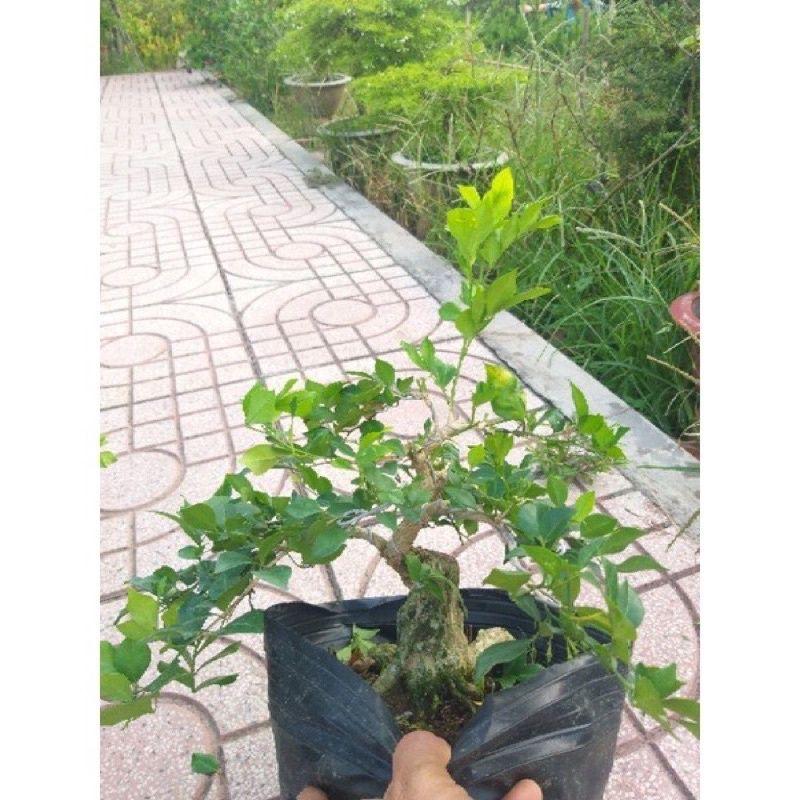 Nguyệt Quế Bonsai