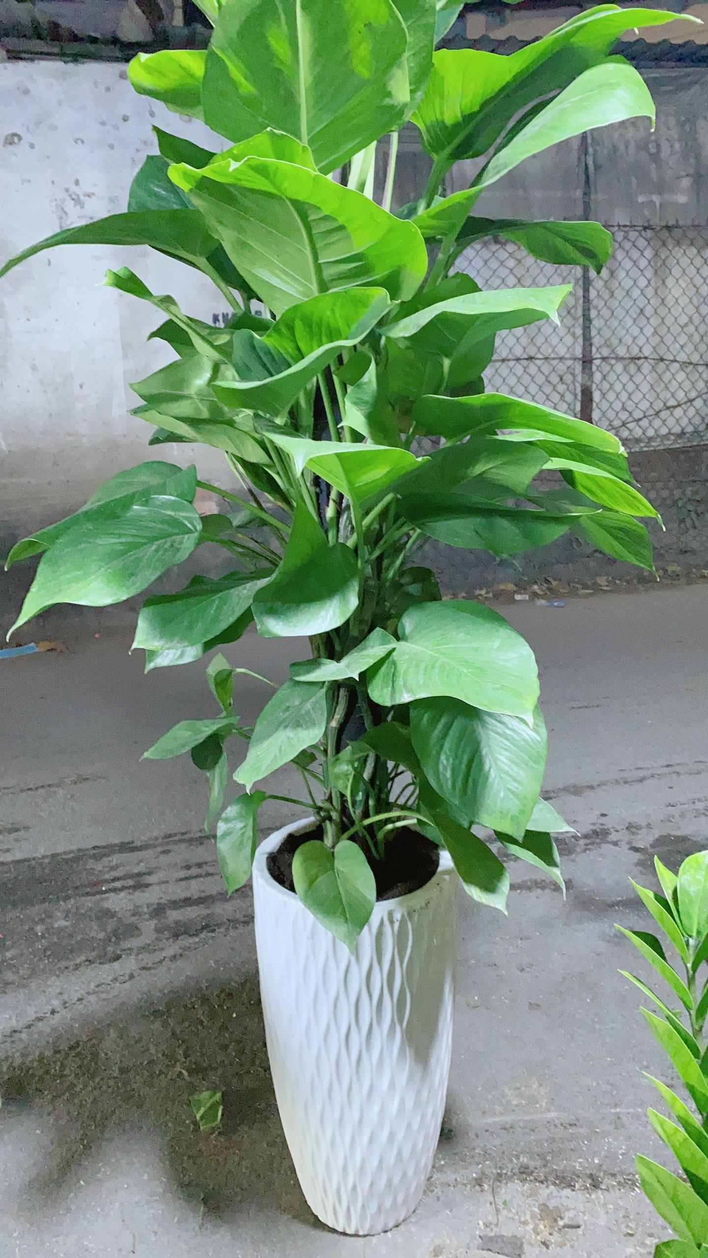 Chậu Trầu Bà Leo Size Đại