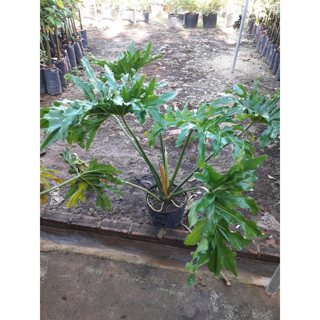 CÂY giống TRẦU BÀ THANH XUÂN chậu to NHƯ HÌNH. ()