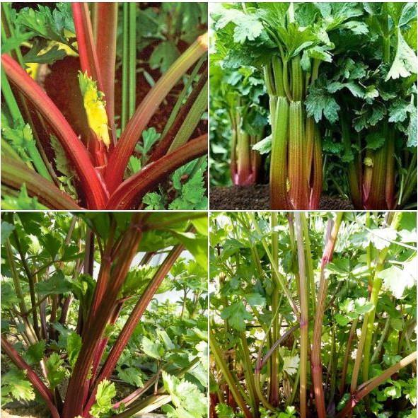 Combo 2 Gói Hạt Giống Rau Cần Tây