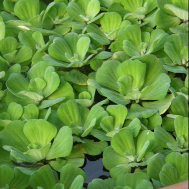 Cây bèo cái thủy sinh -cây size nhỡ