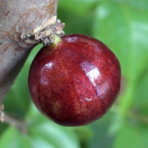 CÂY GIỐNG NHO THÂN GỖ ĐỎ 12 VỤ .