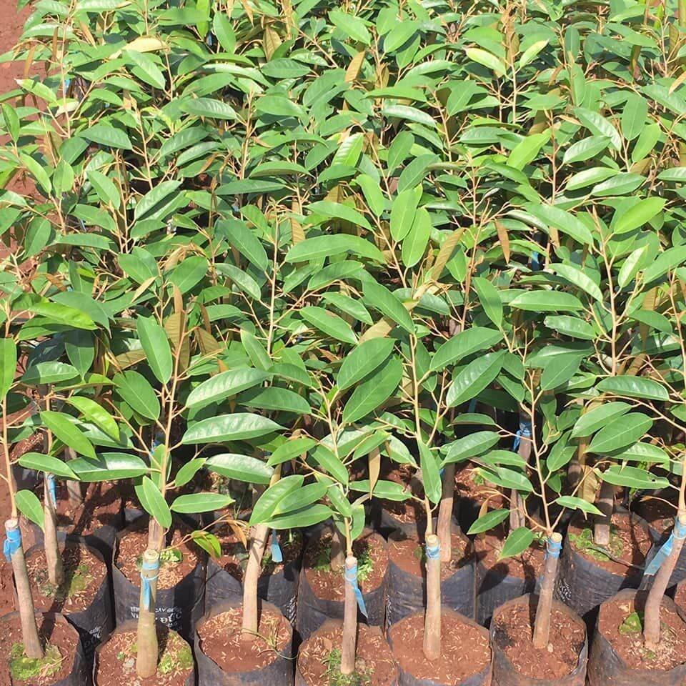 Combo 10 cây sầu riêng ruột đỏ ghép