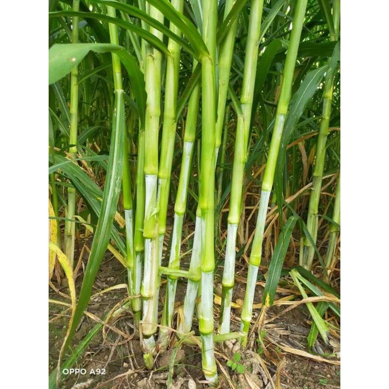 100G HẠT CỎ VOI LAI F1 CHẤT LƯỢNG CAO , CỎ CHĂN NUÔI