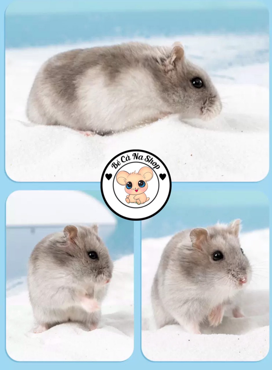 Cát tắm cho hamster bao 1kg