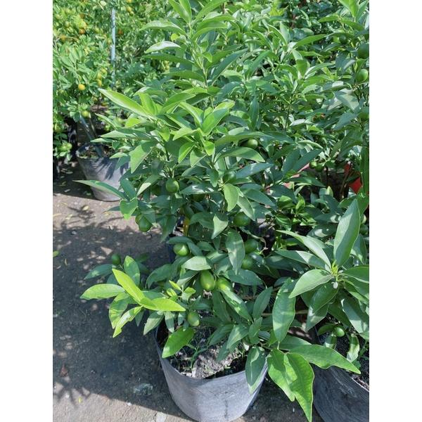 Cây Tắc Ngọt Lớn