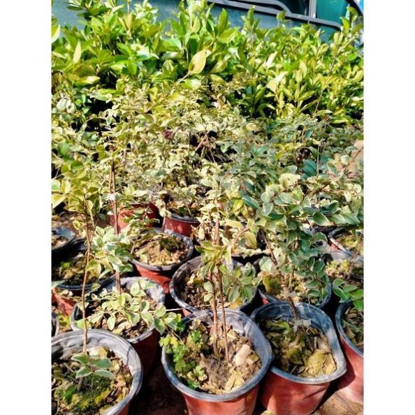 CÂY GIỐNG NHO THÂN GỖ CẨM THẠCH QUẢ 7 MÀU cây giống thuần chủng F1