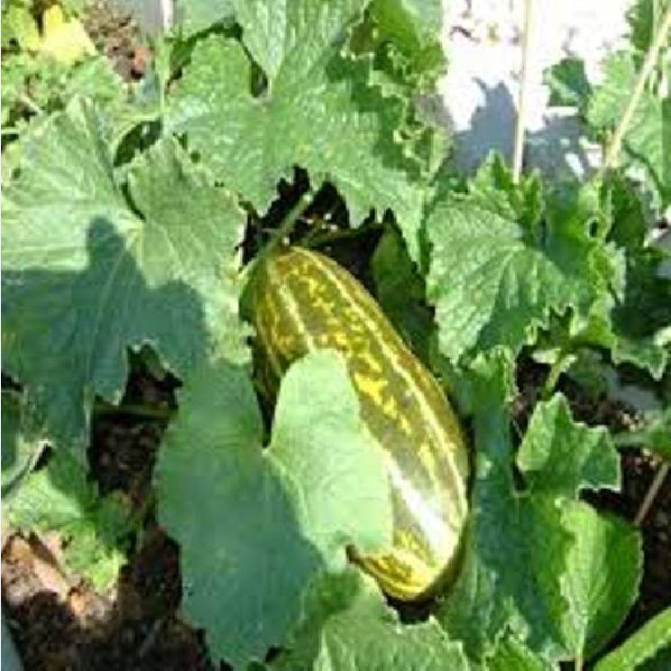 Combo 2 gói  Hạt Giống Dưa Gang -gói 20 hạt/tặng kèm gói phân bón lót