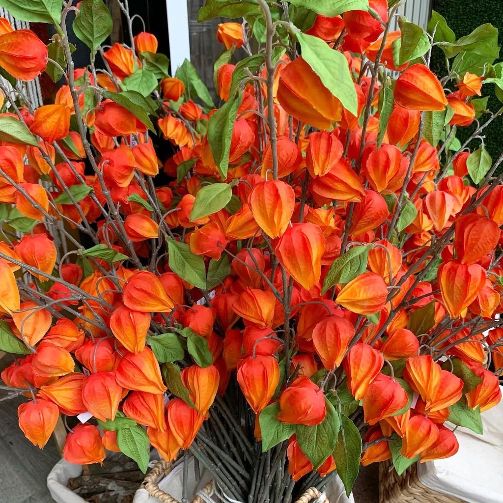 Cành hồng hoa đăng trang trí-ảnh thật