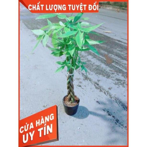 Kim Ngân Thắt Bính