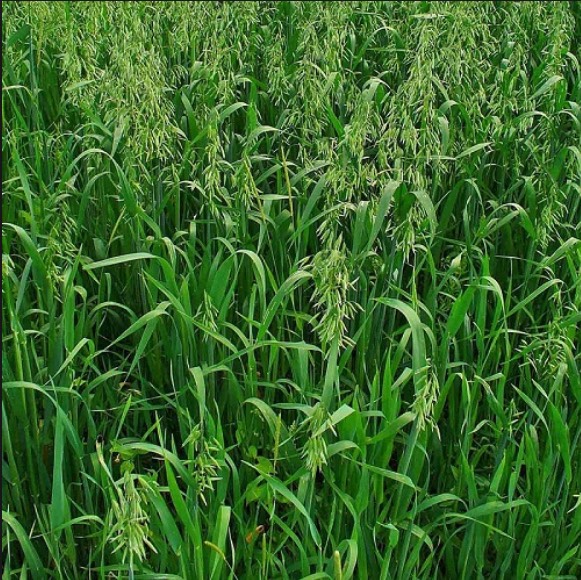 100G HẠT GIỐNG CỎ YẾN MẠCH CHỤI LẠNH CHỊU SƯƠNG MUỐI TỐT