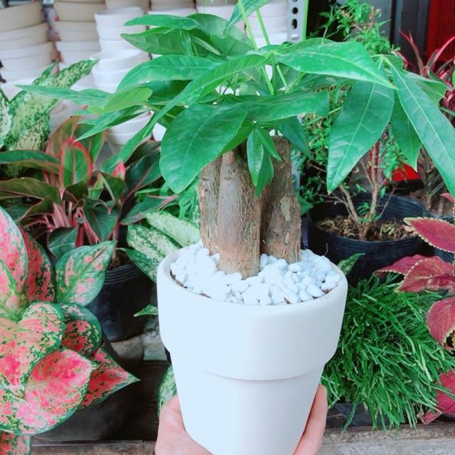 Chậu kim ngân 3 thân