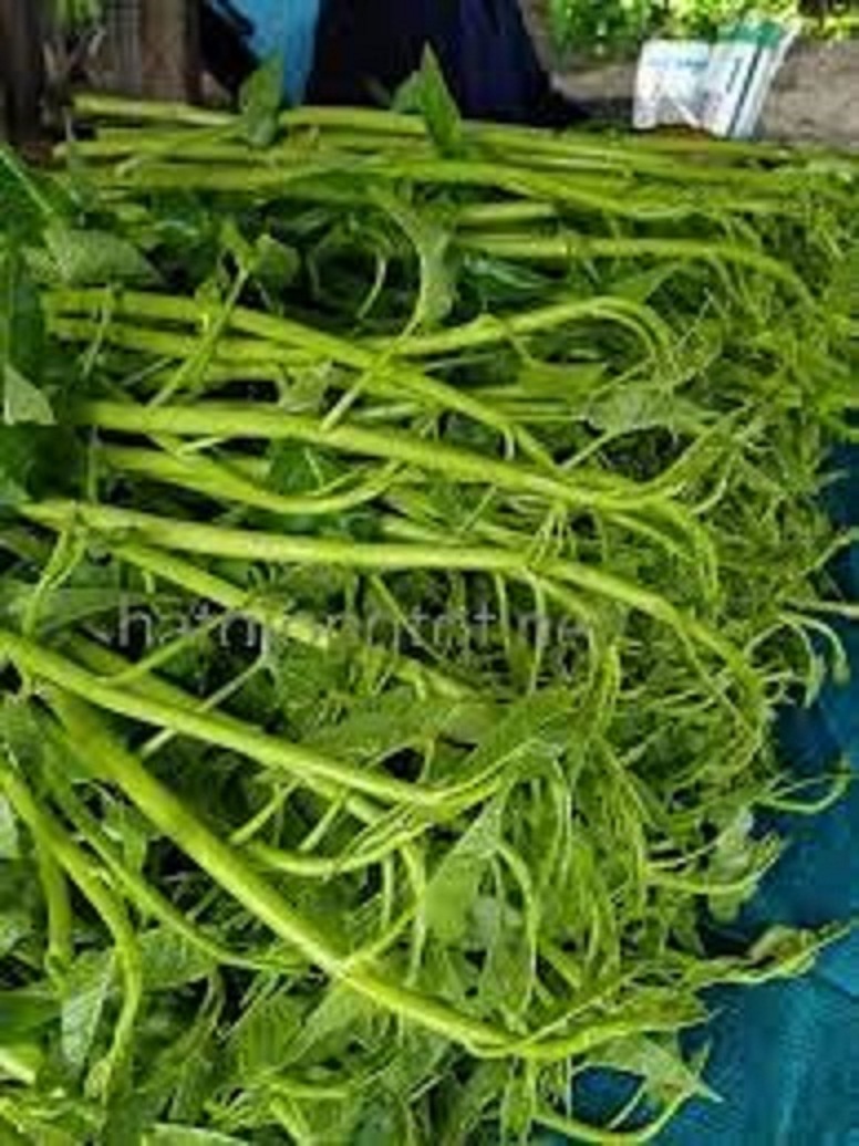 Hạt giống rau muống siêu ngọn -10gram/gói-tặng kèm gói phân bón lót