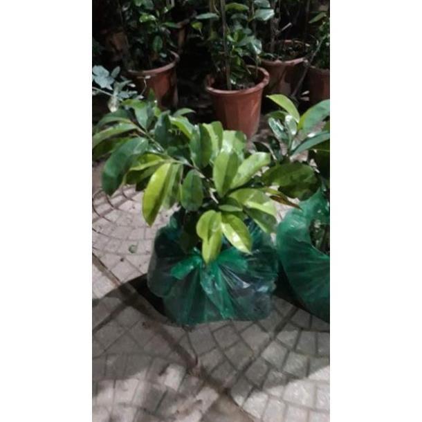 Sản phẩm CÂY MÃNG CẦU XIÊM GHÉP