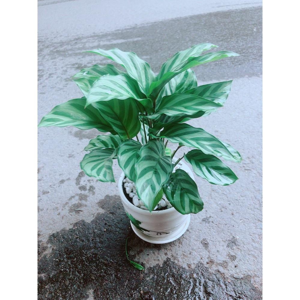 Chậu Đuôi Công Xanh