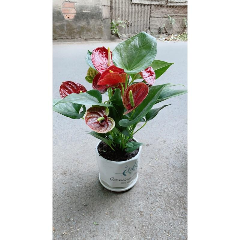 Chậu Hồng Môn