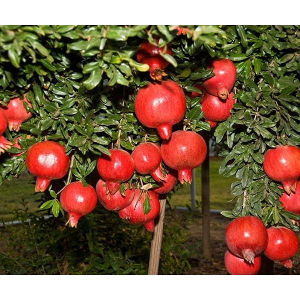 Cây giống lựu đỏ lùn Ấn Độ- cây giống nhập khẩu
