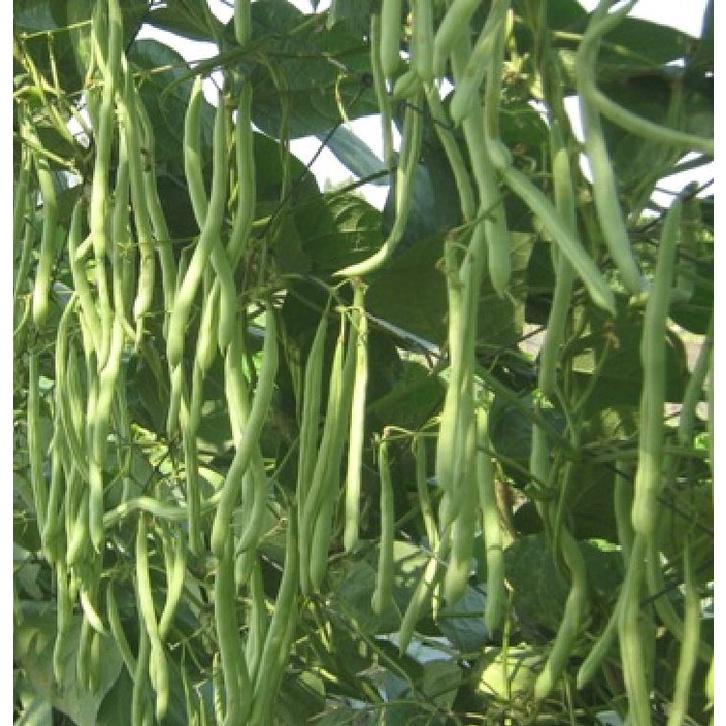 Hạt giống đậu cove hạt đen dạng leo KNS366 - Gói 10gram