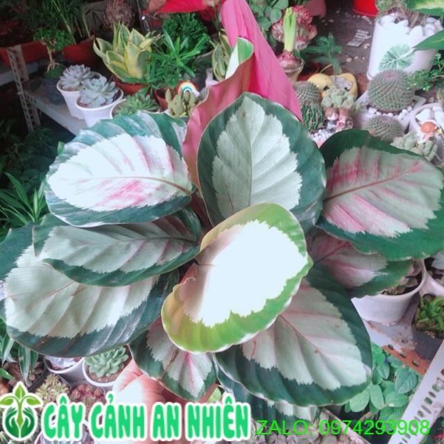 Cây Đuôi Công Hồng