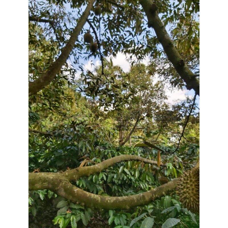 cây giống sầu riêng thái ( 4 NĂM THU HOẠCH)