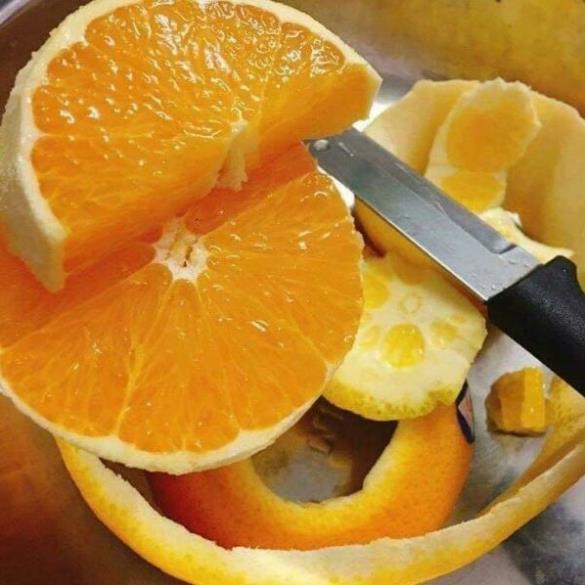 2 Cây Giống cam v2