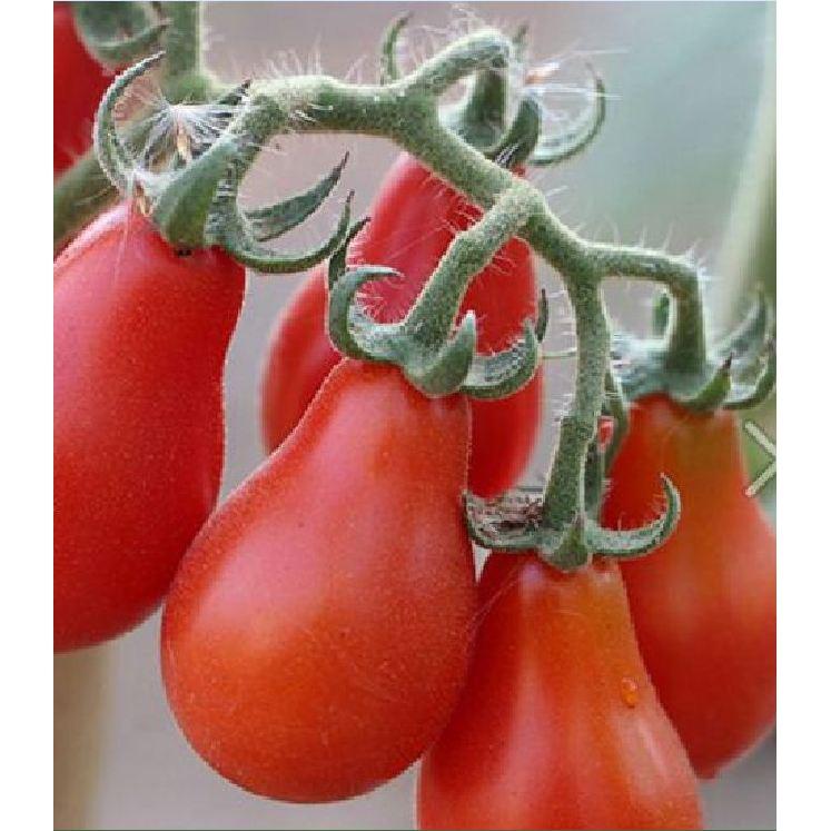Hạt giống cà chua trái lê đỏ - Gói 30 Hạt