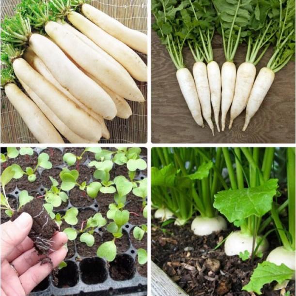 20gr củ cải trắng cao sản 45 ngày