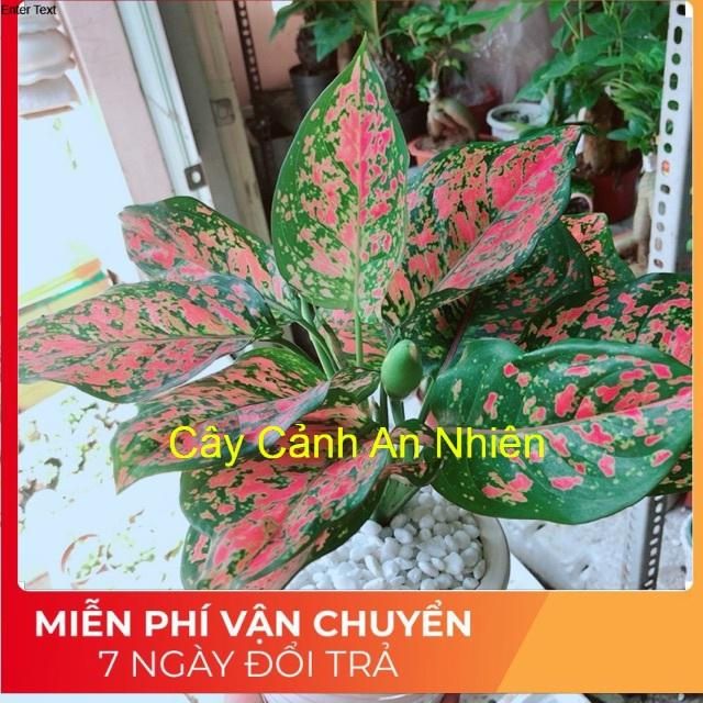 Chậu vạn lộc