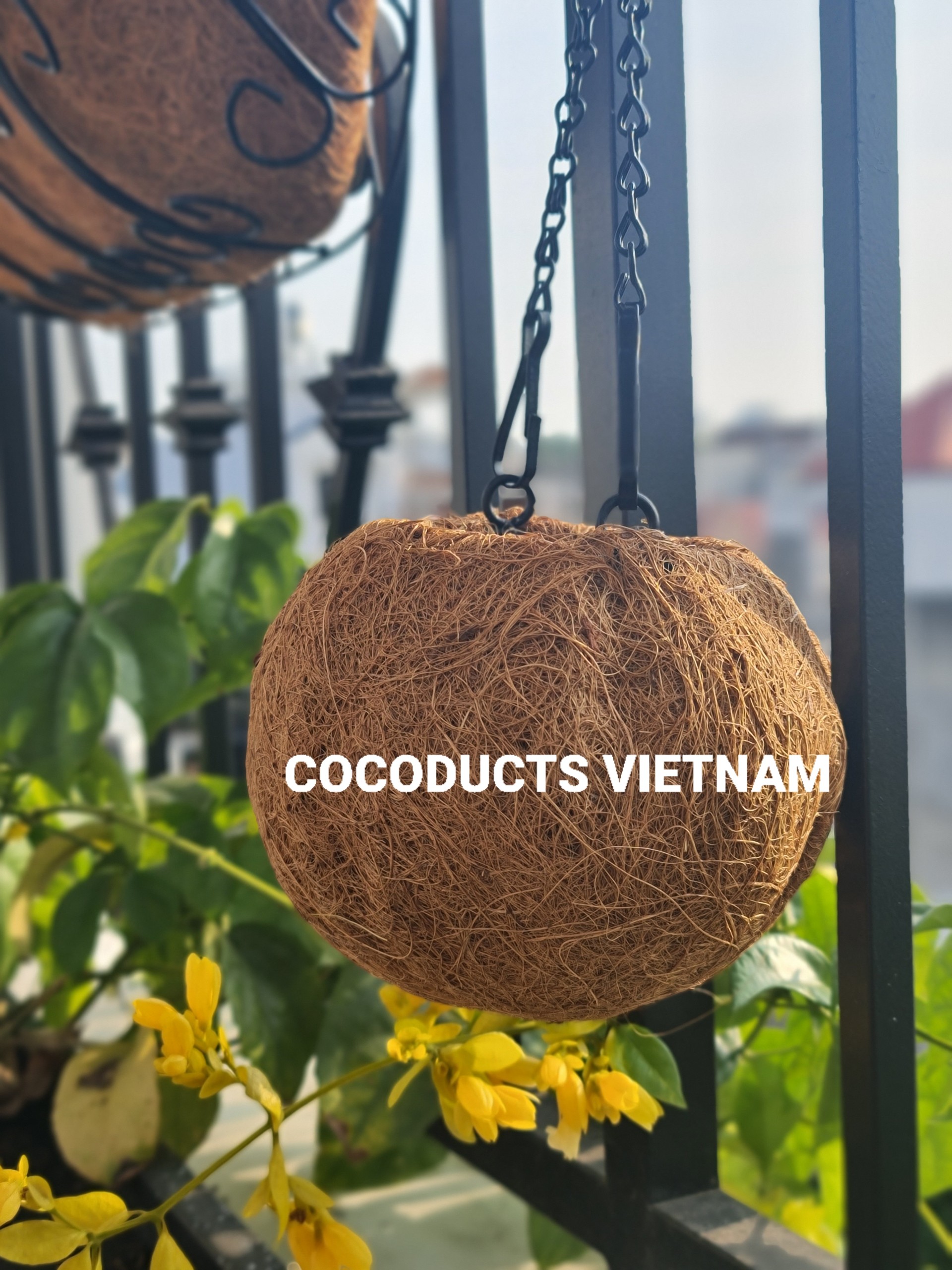 Quả cầu xơ dừa Cocodema