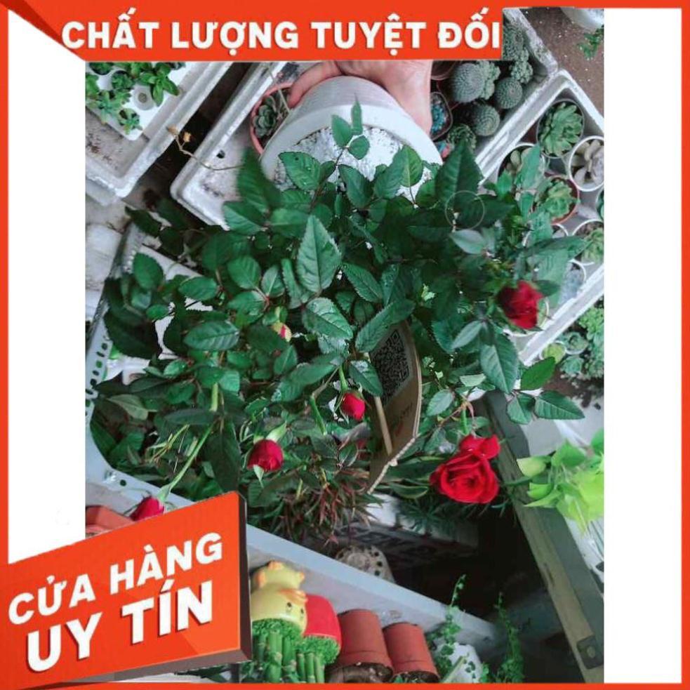 Chậu cây hoa hồng Nhiều Người Mua