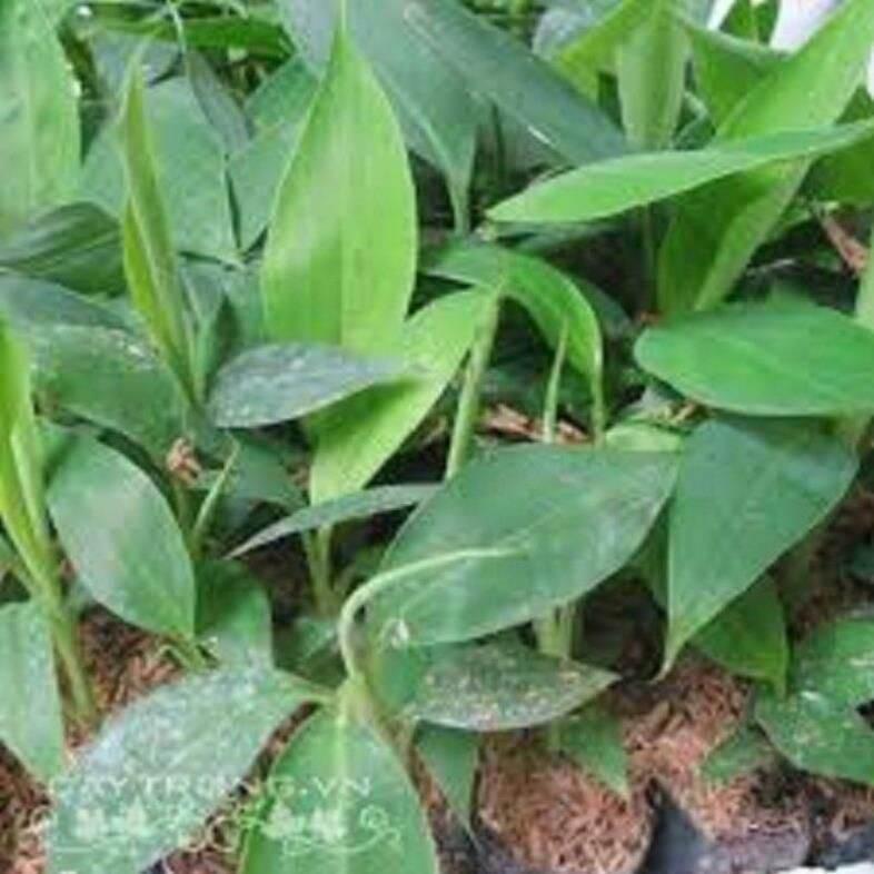 COMBO 3 CÂY CHUỐI TIÊU HỒNG CẤY MÔ cây giống thuần chủng F1