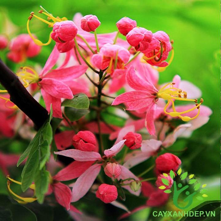 CÂY GIỐNG MUỒNG HOA ĐÀO