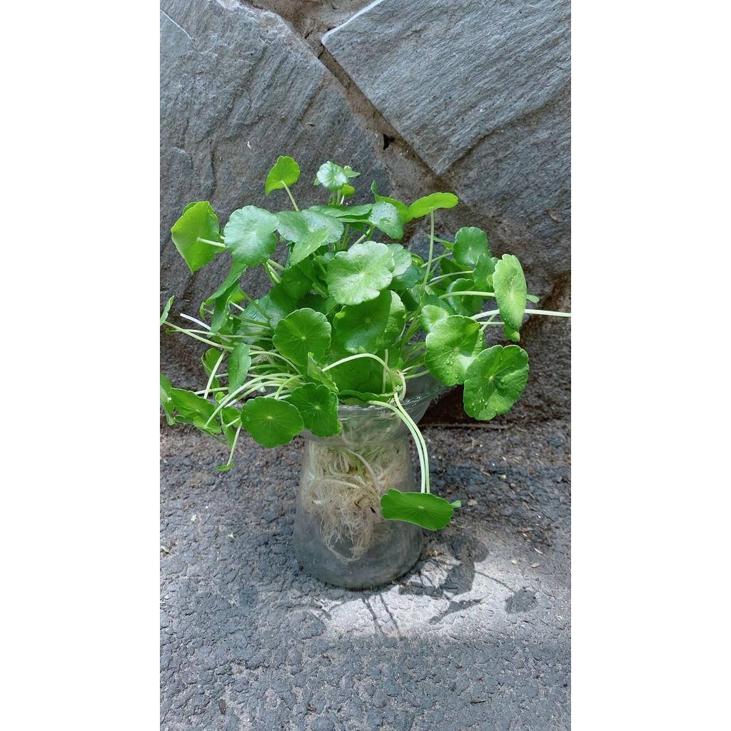 Chậu Cây Cỏ Đồng Tiên