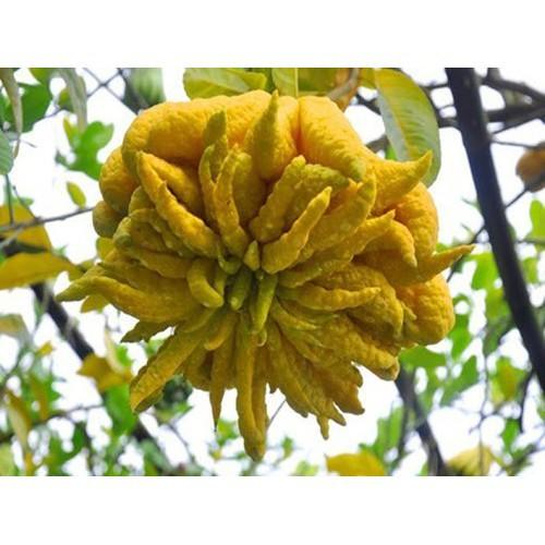 CÂY GIỐNG PHẬT THỦ SIÊU QUẢ SIÊU KINH TẾ-CAM KẾT GIỐNG CHUẨN F1 - CGCPTSQSKT