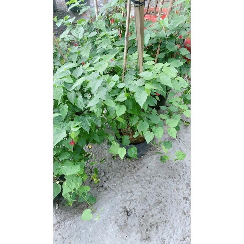 Bụi Cây Lồng Đèn Lớn