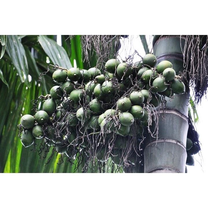 CÂY GIỐNG CAU ĂN TRẦU TỨ QUÝ bầu to CAO HƠN 1M RỒI