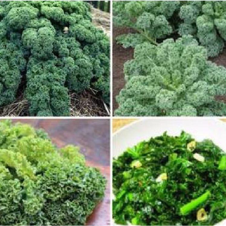 Combo 5 gói hạt giống rau cải đủ loại dễ trồng – Tăng 1 phân bón