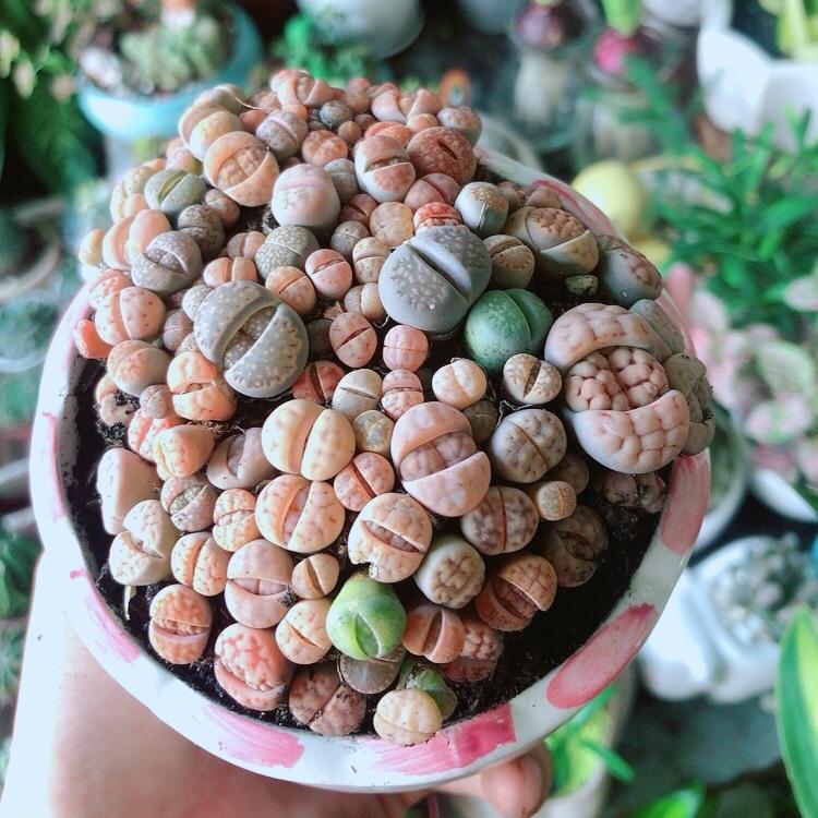 Chậu Cây Thạch Lan - Hoa Sỏi-Mông