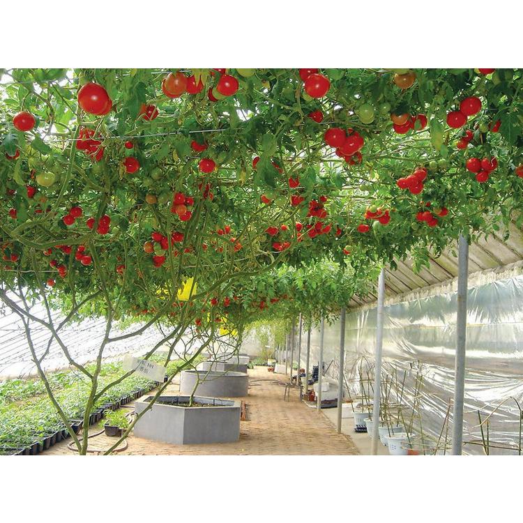 Hạt Giống Cà Chua Leo Giàn -