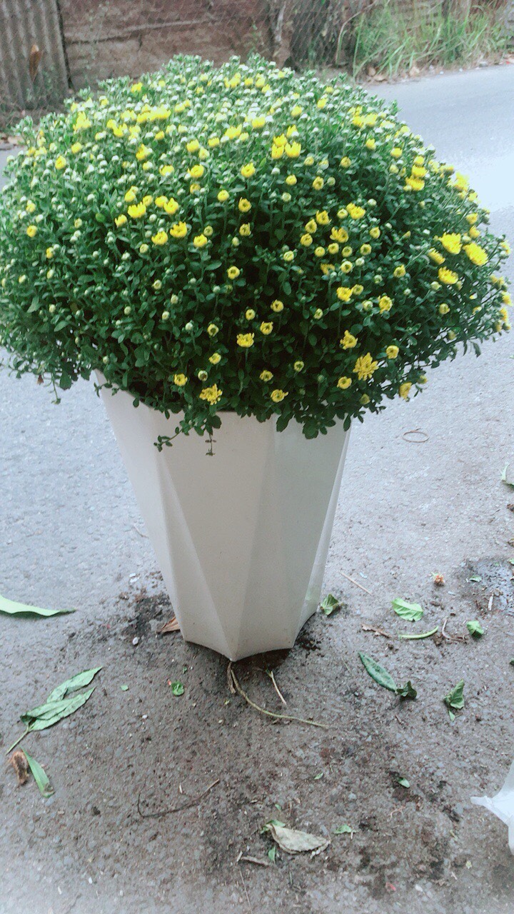 Chậu Cúc Mâm Xôi