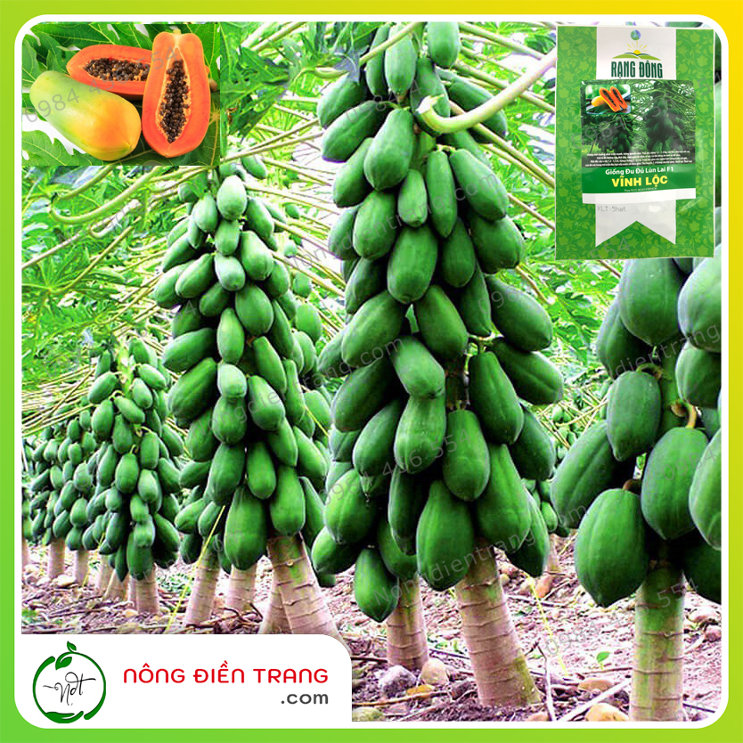 Hạt Giống Đu Đủ Lùn Lai F1 Vĩnh Lộc Rạng Đông - Gói 5 Hạt - Đu Đủ Lùn Ruột Đỏ Sai Trái VTNN Nông Điền Trang