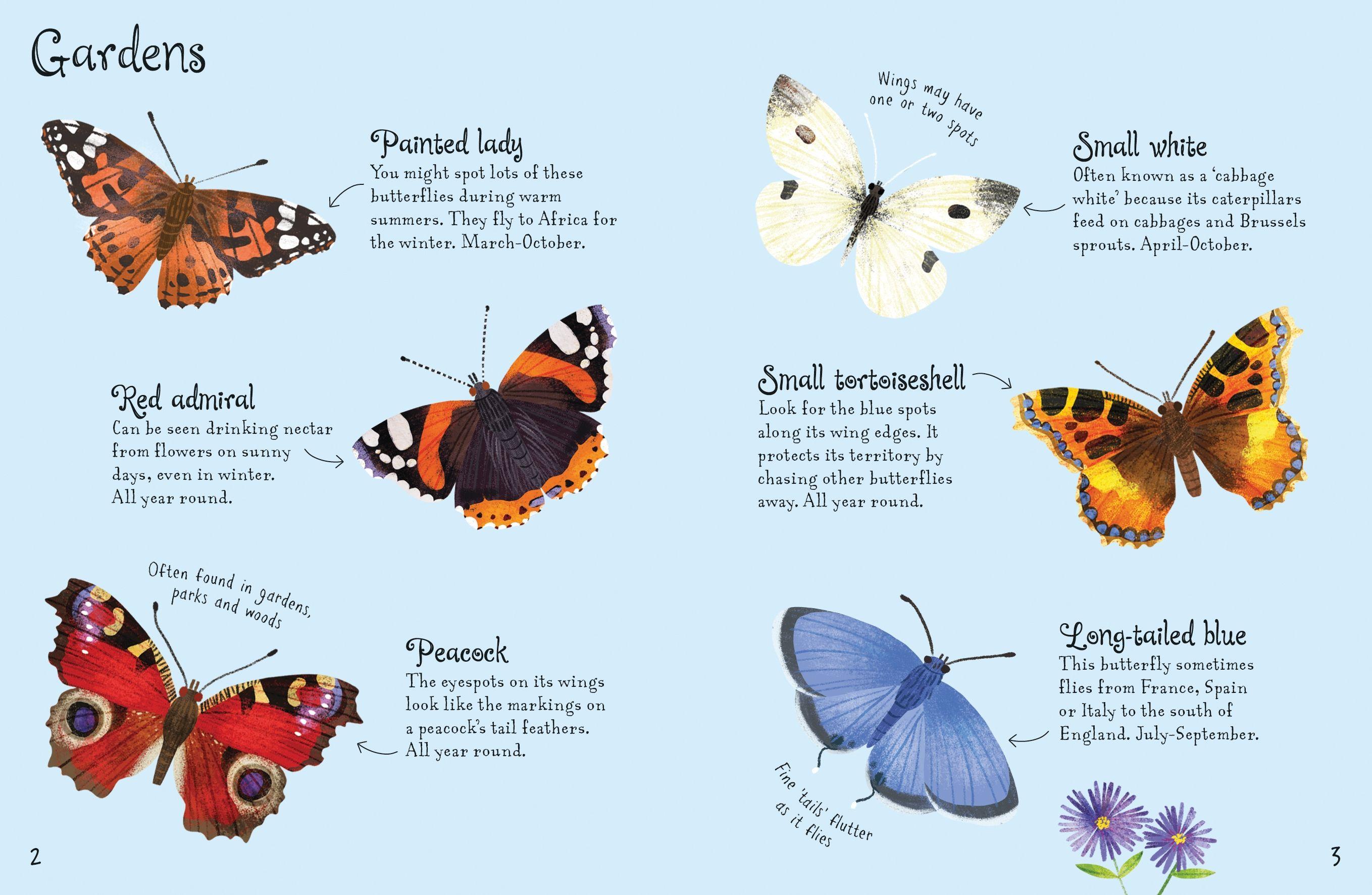 Butterflies To Spot