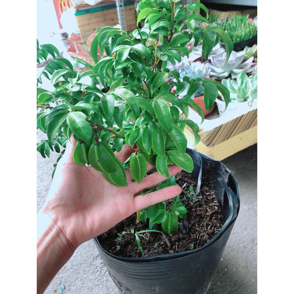 Cây Khế Nhiều Trái To