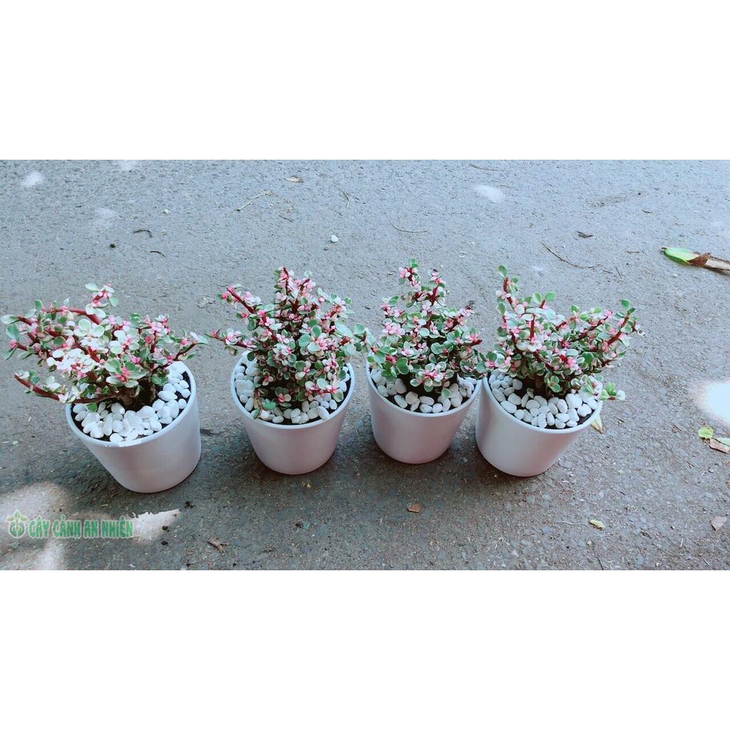 Chậu Cây Cành Vàng Lá Ngọc