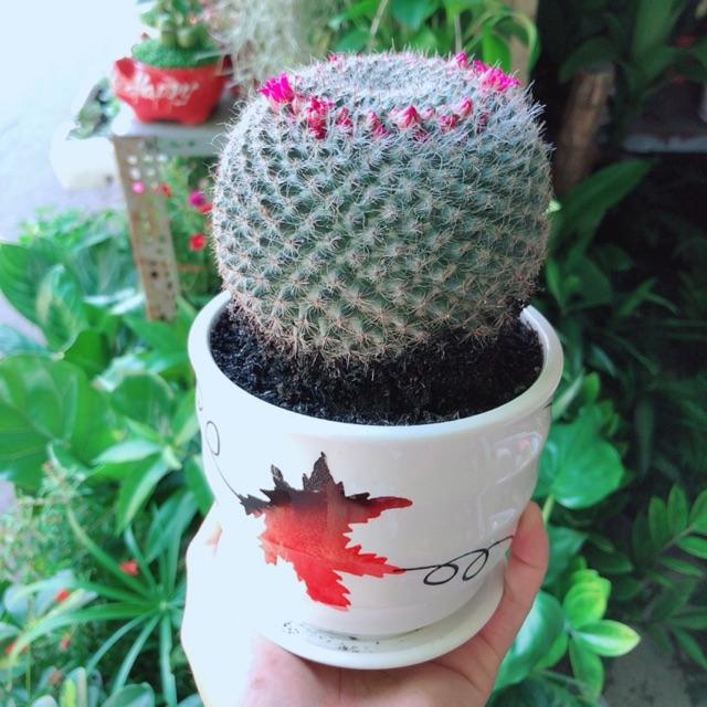 Chậu Xương Rồng Nở Hoa